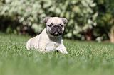 BOULEDOGUE FRANCAIS 611
